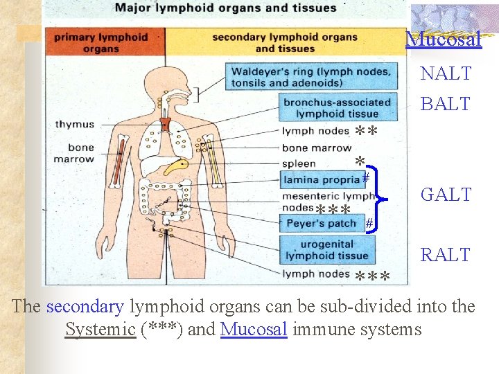  Mucosal NALT BALT ** *# *** GALT # RALT *** The secondary lymphoid