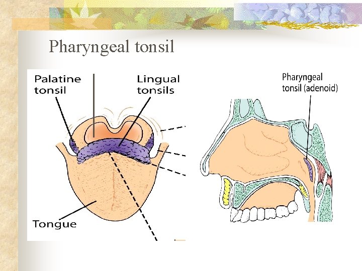 Pharyngeal tonsil 