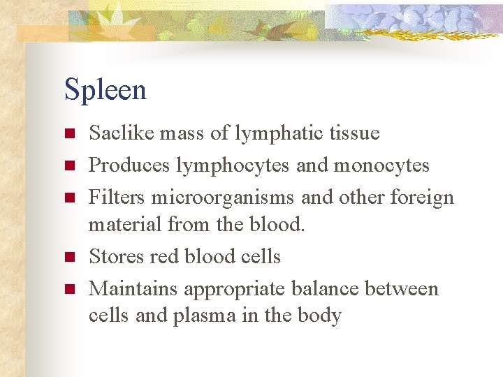 Spleen n n Saclike mass of lymphatic tissue Produces lymphocytes and monocytes Filters microorganisms