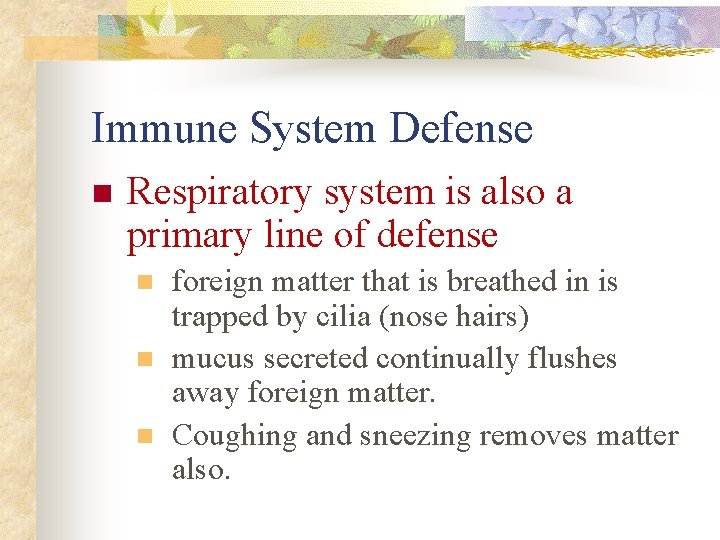 Immune System Defense n Respiratory system is also a primary line of defense n