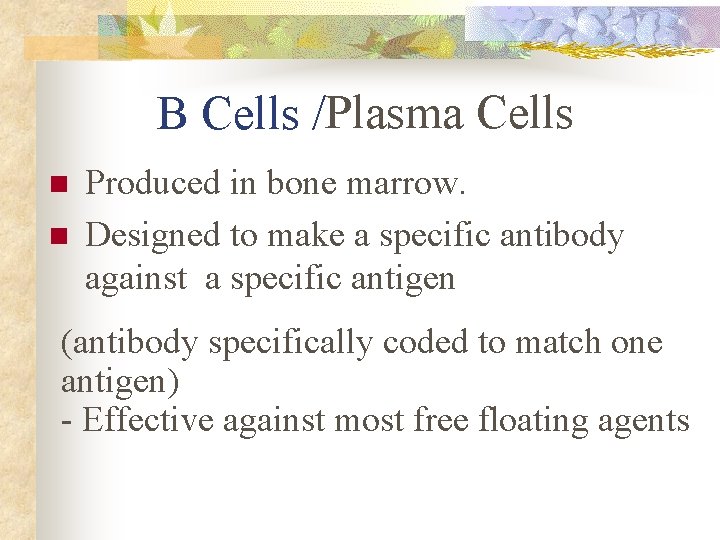 B Cells /Plasma Cells n n Produced in bone marrow. Designed to make a