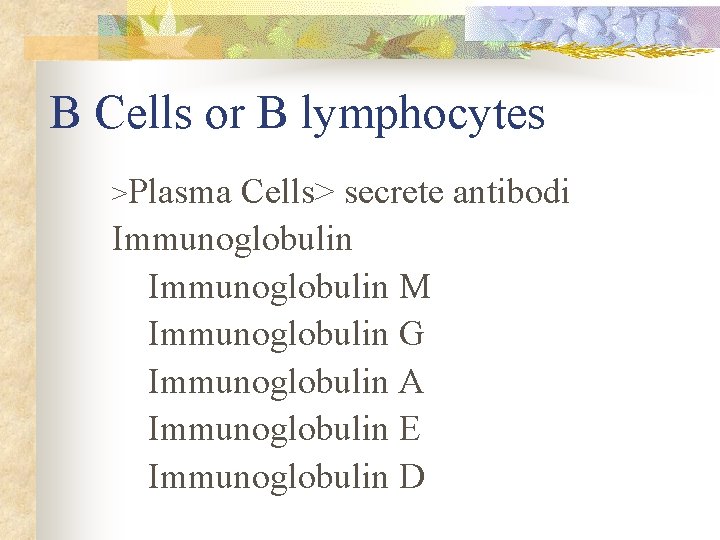 B Cells or B lymphocytes >Plasma Cells> secrete antibodi Immunoglobulin M Immunoglobulin G Immunoglobulin