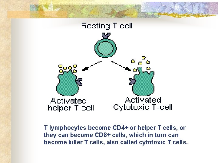 T lymphocytes become CD 4+ or helper T cells, or they can become CD