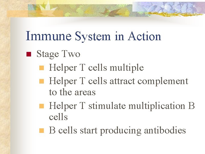 Immune System in Action n Stage Two n Helper T cells multiple n Helper