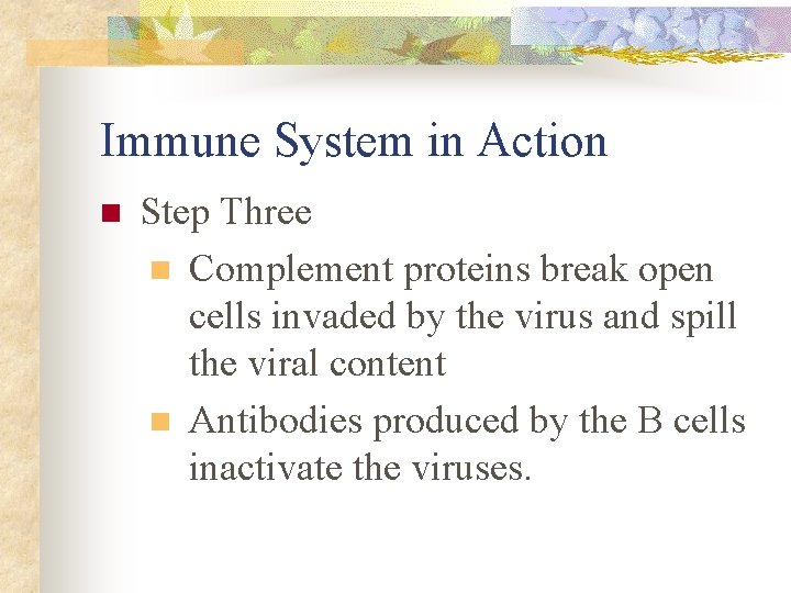 Immune System in Action n Step Three n Complement proteins break open cells invaded