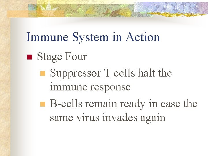 Immune System in Action n Stage Four n Suppressor T cells halt the immune