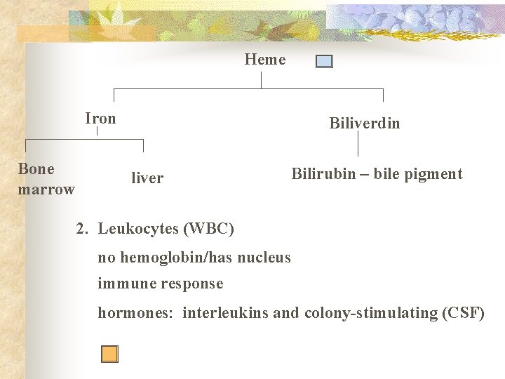 Heme Iron Bone marrow Biliverdin liver Bilirubin – bile pigment 2. Leukocytes (WBC) no