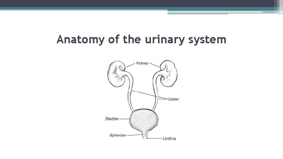 Anatomy of the urinary system 