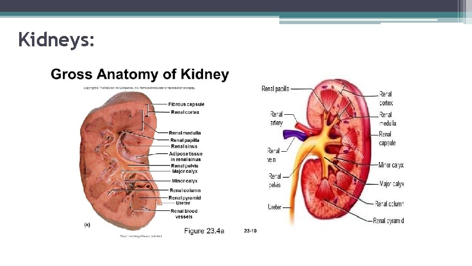 Kidneys: 