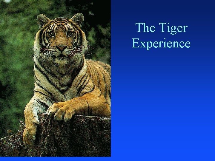 The Tiger Experience 