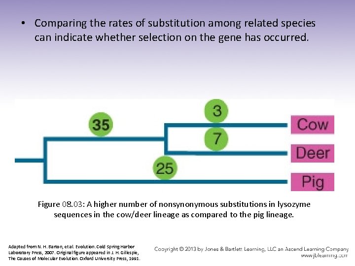  • Comparing the rates of substitution among related species can indicate whether selection