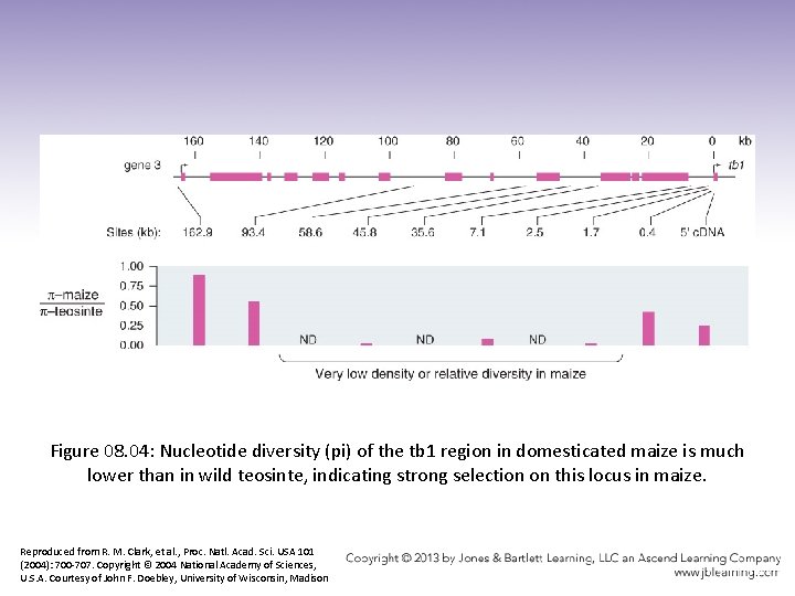 Figure 08. 04: Nucleotide diversity (pi) of the tb 1 region in domesticated maize