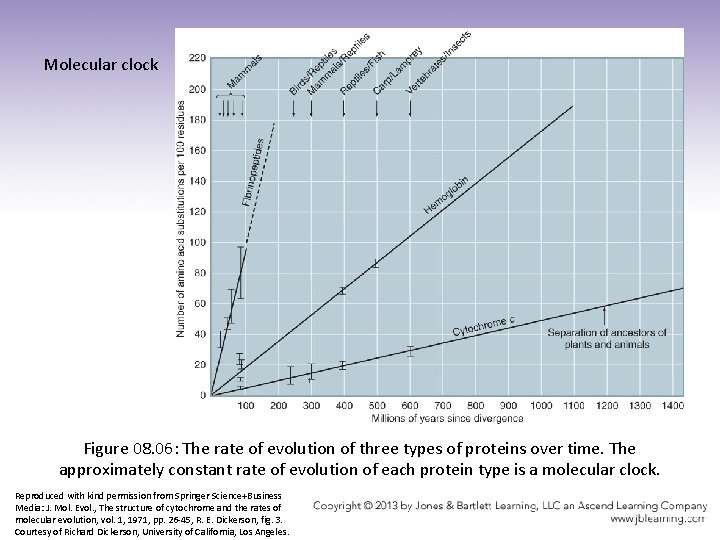 Molecular clock Figure 08. 06: The rate of evolution of three types of proteins