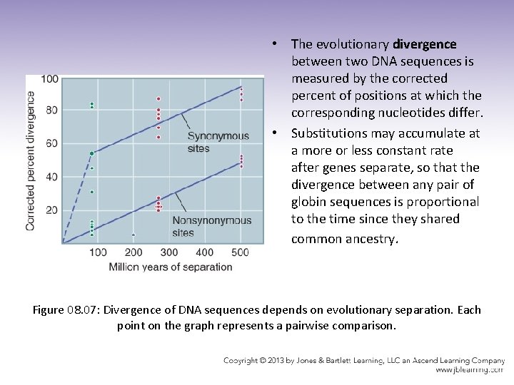  • The evolutionary divergence between two DNA sequences is measured by the corrected