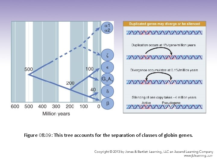 Figure 08. 09: This tree accounts for the separation of classes of globin genes.