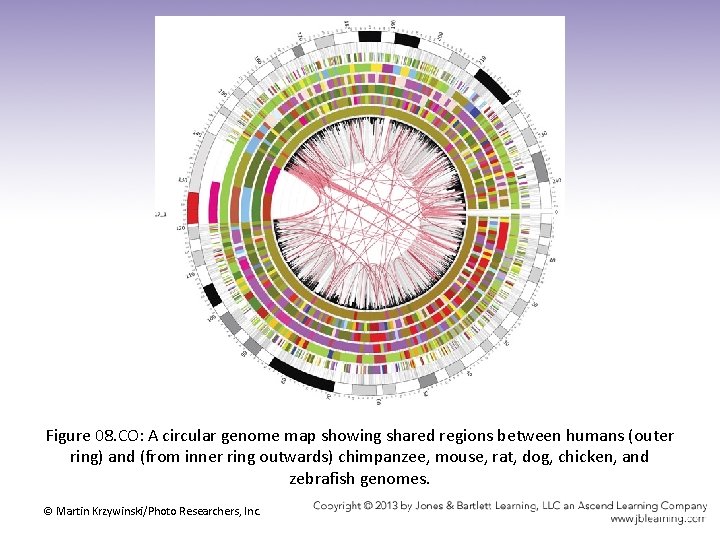 Figure 08. CO: A circular genome map showing shared regions between humans (outer ring)