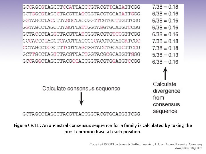Figure 08. 10: An ancestral consensus sequence for a family is calculated by taking