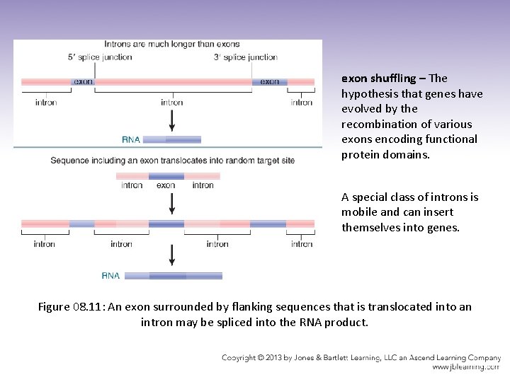 exon shuffling – The hypothesis that genes have evolved by the recombination of various