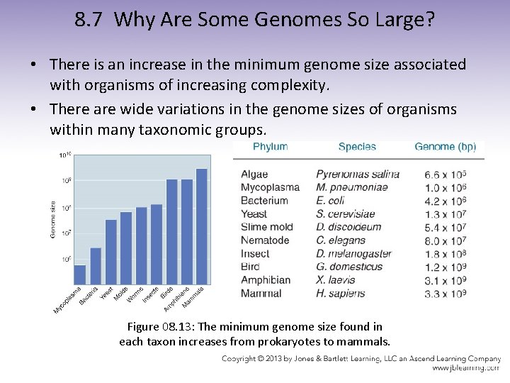 8. 7 Why Are Some Genomes So Large? • There is an increase in