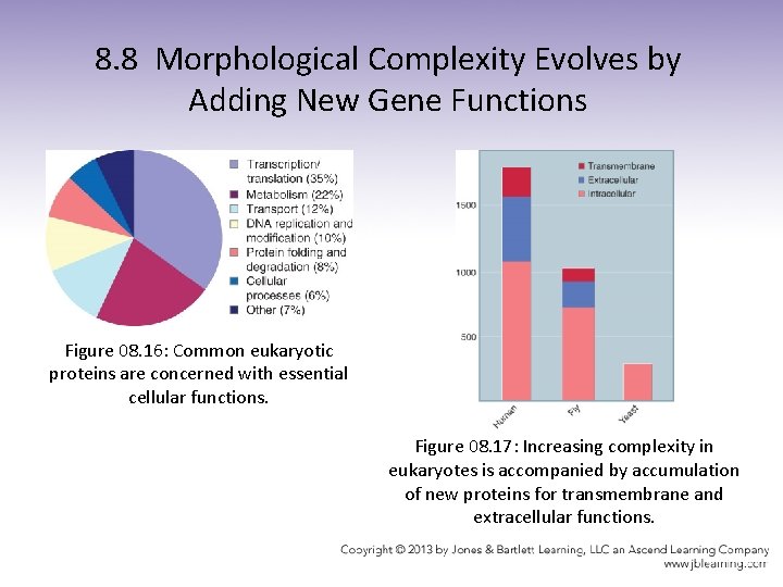 8. 8 Morphological Complexity Evolves by Adding New Gene Functions Figure 08. 16: Common