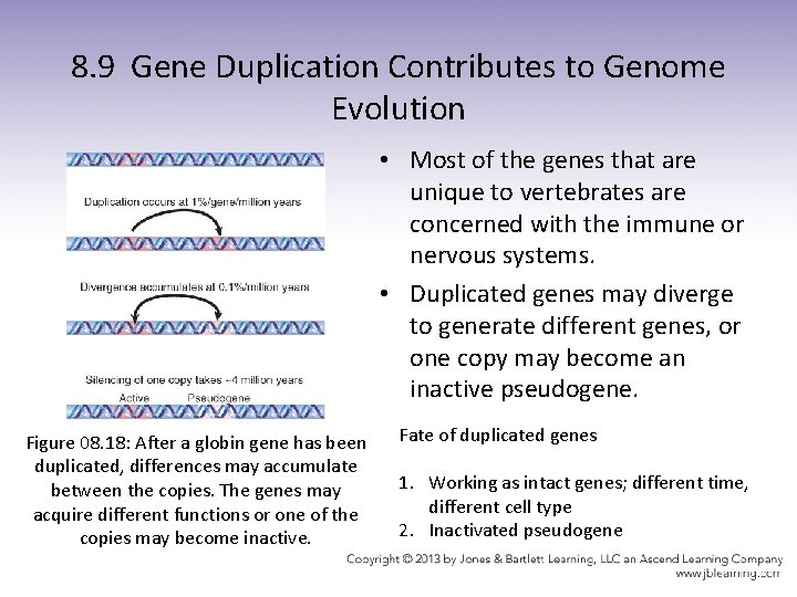 8. 9 Gene Duplication Contributes to Genome Evolution • Most of the genes that