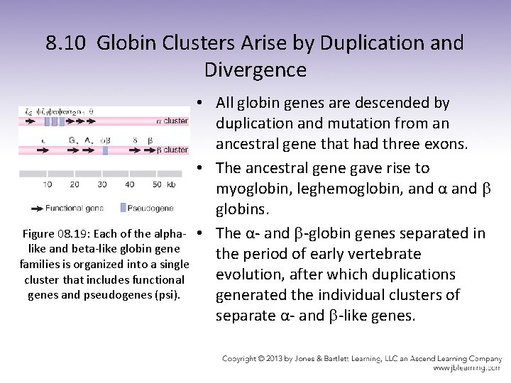 8. 10 Globin Clusters Arise by Duplication and Divergence • All globin genes are