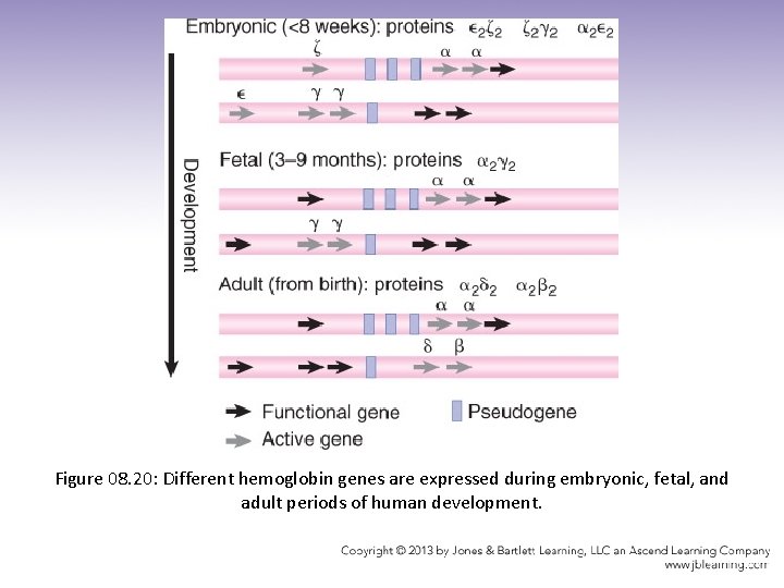 Figure 08. 20: Different hemoglobin genes are expressed during embryonic, fetal, and adult periods
