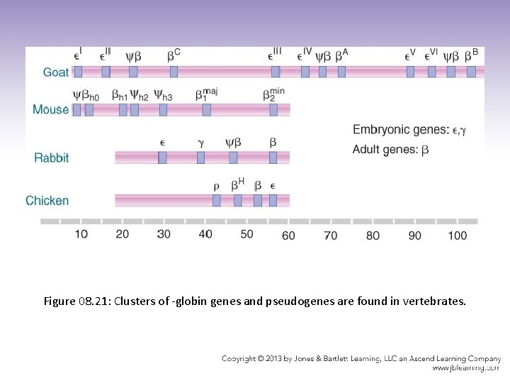 Figure 08. 21: Clusters of -globin genes and pseudogenes are found in vertebrates. 