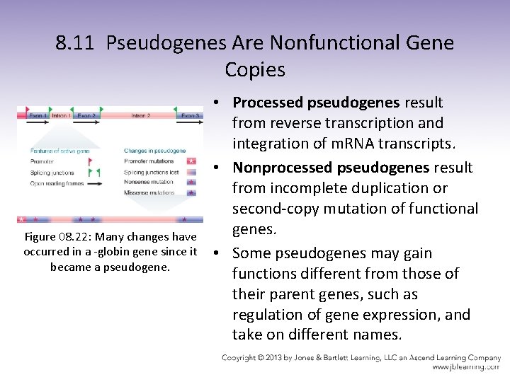 8. 11 Pseudogenes Are Nonfunctional Gene Copies Figure 08. 22: Many changes have occurred