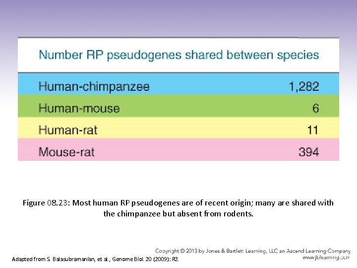 Figure 08. 23: Most human RP pseudogenes are of recent origin; many are shared