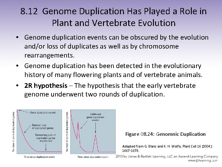 8. 12 Genome Duplication Has Played a Role in Plant and Vertebrate Evolution •