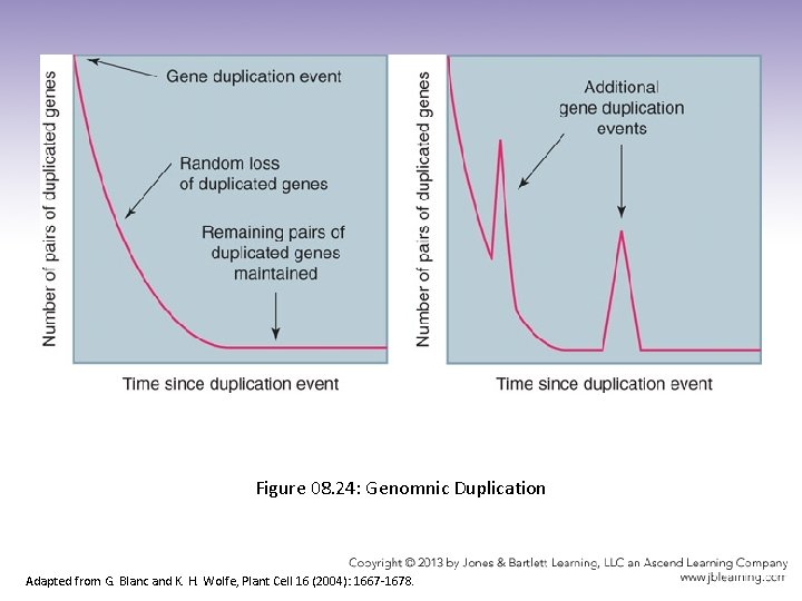 Figure 08. 24: Genomnic Duplication Adapted from G. Blanc and K. H. Wolfe, Plant