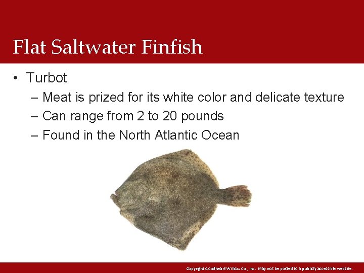 Flat Saltwater Finfish • Turbot – Meat is prized for its white color and