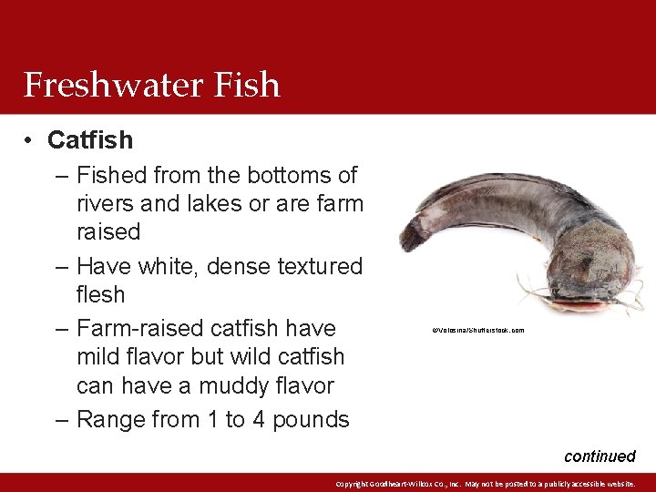 Freshwater Fish • Catfish – Fished from the bottoms of rivers and lakes or