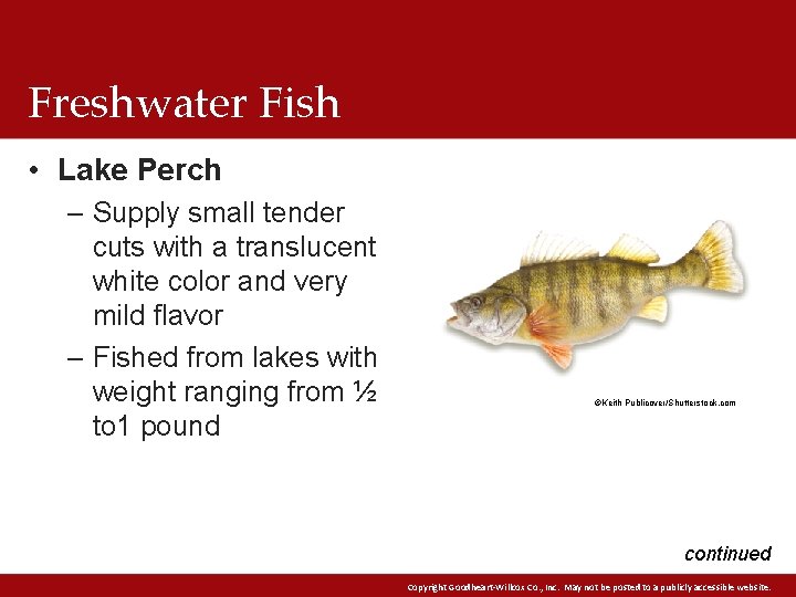 Freshwater Fish • Lake Perch – Supply small tender cuts with a translucent white