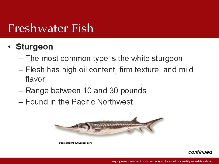 Freshwater Fish • Sturgeon – The most common type is the white sturgeon –