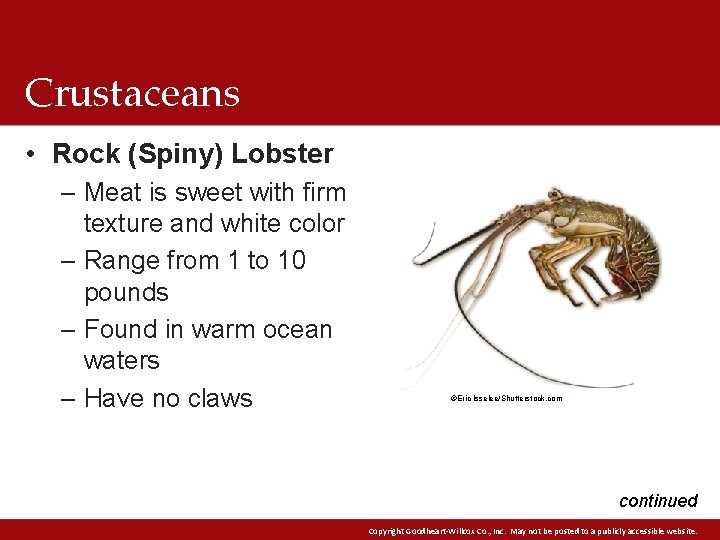 Crustaceans • Rock (Spiny) Lobster – Meat is sweet with firm texture and white