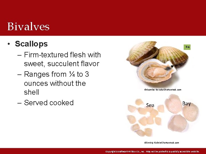 Bivalves • Scallops – Firm-textured flesh with sweet, succulent flavor – Ranges from ¼