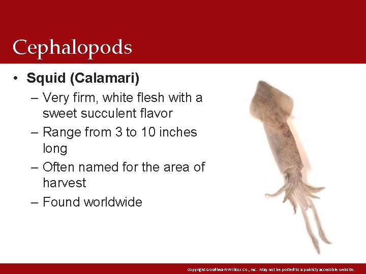 Cephalopods • Squid (Calamari) – Very firm, white flesh with a sweet succulent flavor