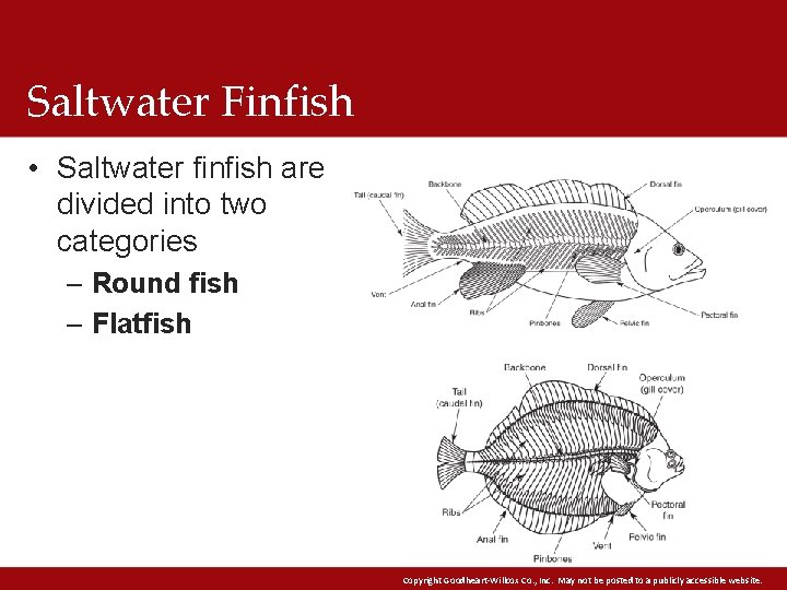 Saltwater Finfish • Saltwater finfish are divided into two categories – Round fish –