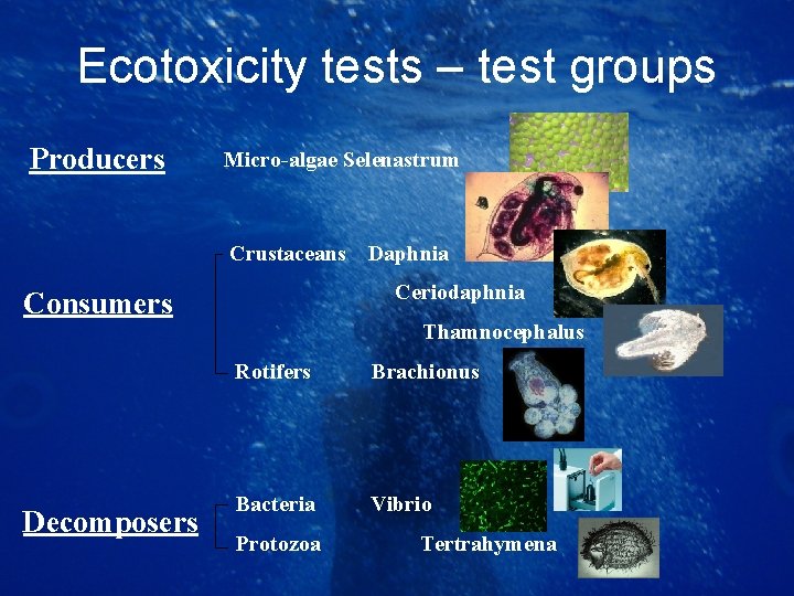 Ecotoxicity tests – test groups Producers Micro-algae Selenastrum Crustaceans Ceriodaphnia Consumers Decomposers Daphnia Thamnocephalus