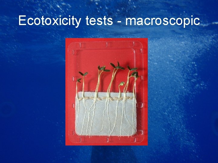 Ecotoxicity tests - macroscopic 