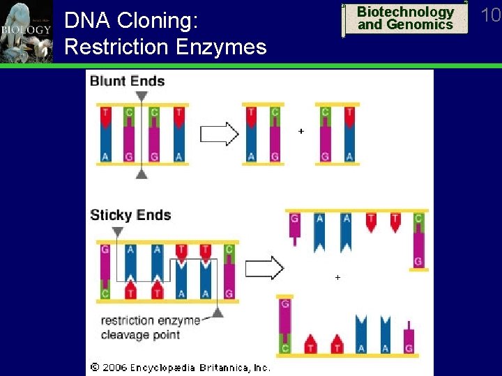 DNA Cloning: Restriction Enzymes Biotechnology and Genomics 10 