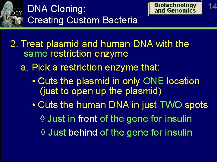 DNA Cloning: Creating Custom Bacteria Biotechnology and Genomics 14 2. Treat plasmid and human