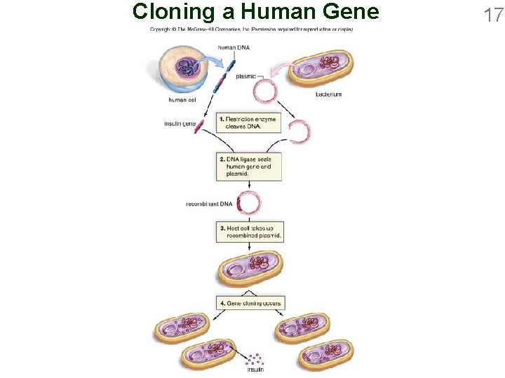 Cloning a Human Gene 17 
