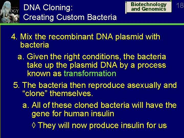 DNA Cloning: Creating Custom Bacteria Biotechnology and Genomics 18 4. Mix the recombinant DNA