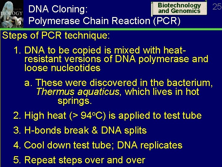 Biotechnology and Genomics DNA Cloning: Polymerase Chain Reaction (PCR) Steps of PCR technique: 25