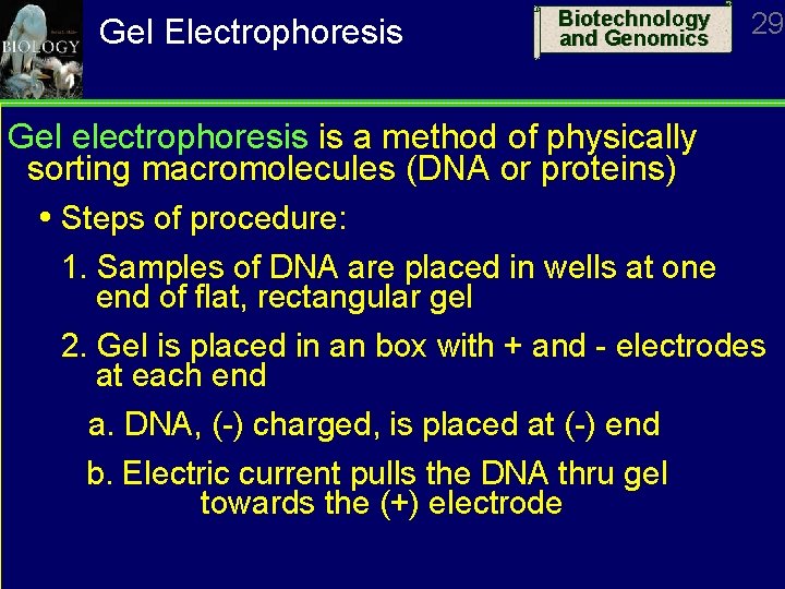 Gel Electrophoresis Biotechnology and Genomics 29 Gel electrophoresis is a method of physically sorting