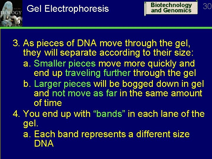 Gel Electrophoresis Biotechnology and Genomics 30 3. As pieces of DNA move through the