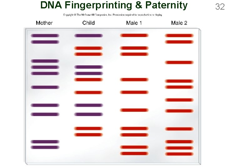 DNA Fingerprinting & Paternity 32 